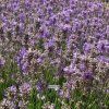 lavandula a.f.1m1