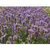 Lavandula%20angustifolia%20Ashdown%20Forest%2002