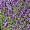 lavandula royal blue 2m