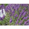 Lavandula%20angustifolia%20Royal%20Blue%2002