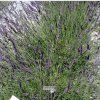 lavandule phenomenal1m1