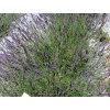 Lavandula%20intermedia%20Phenomenal%2006
