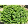 Abies%20balsamea%20Nana%20032