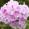 Phlox Franz S.1m1