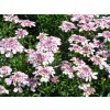 Iberis%20sempervirens%20Pink%20Ice%2003