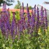 salvia%20ostfriesland