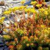 sedum angelika1m1