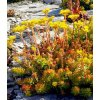 sedum rupestre angelina