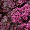 sedum%20firecracker