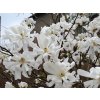 Magnolia%20stellata%20Royal%20Star%2003