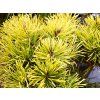 Pinus%20mugo%20Carsten%20Wintergold%2002