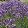 lavandula folgate1m1