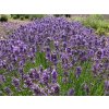 Lavandula%20angustifolia%20Folgate%2001