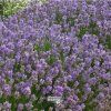 lavandula cedar blue1m1