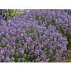 Lavandula%20angustifolia%20Cedar%20Blue%2001