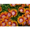 Delosperma%20Fireglow%2001