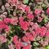 sedum red cauli1m1