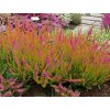 Calluna%20vulgaris%20Firefly%2001