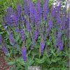 salvia mainacht1m1