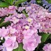 Hydrangea%20Forever02%20(2)