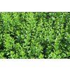 Ligustrum vulgare Atrovirens 07