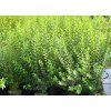 Ligustrum vulgare Atrovirens 08