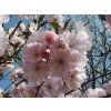 Prunus Accolade 03