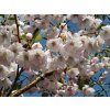 Prunus%20Accolade%2001