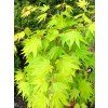 Acer%20shirasawanum%20Summergold%2003