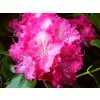 Rhododendron%20Germania%2004