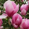 Magnolia Norbertii 01