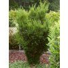 Taxus%20media%20Hicksii%2001