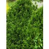 Thuja%20plicata%20Cancan%2001