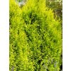 Thuja%20plicata%20Forevergold%2001