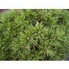 Pinus mugo Benjamin 02