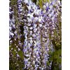 Wisteria%20floribunda%20Macrobotrys Multijuga%2001