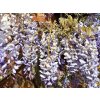Wisteria%20sinensis%20Prolific%2001