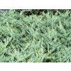 Juniperus%20horizontalis%20%20Blue%20Chip%2001