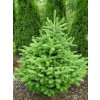 Abies koreana Discus