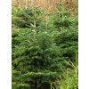 Abies%20nordmaniana%2001