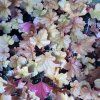 Heuchera Paprika01ctv
