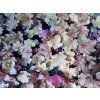 Heuchera Paprika01