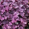 heuchera for.p1m1