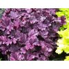 Heuchera%20Forever%20Purple%2002