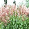 miscanthus david1m1