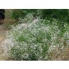 gypsophila%20bristol fairy%201