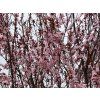 Prunus cerasifera Nigra 02