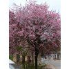 Prunus cerasifera Nigra 04