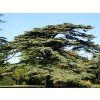 Cedrus%20libani