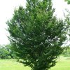 fagus%20cockleshell